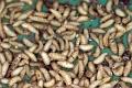asticots drosophila